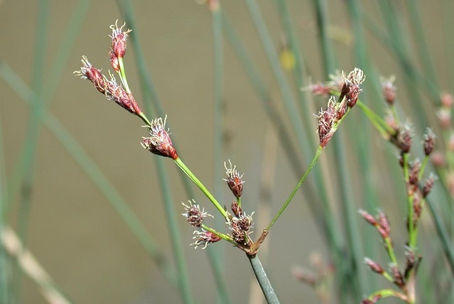 おほゐぐさ（フトイ）** 万葉植物 ** | 月に昇るその日まで