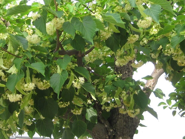 植物 | 月に昇るその日まで