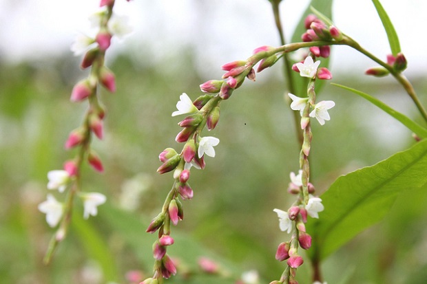 たで(ヤナギタデ)** 万葉植物 ** | 月に昇るその日まで