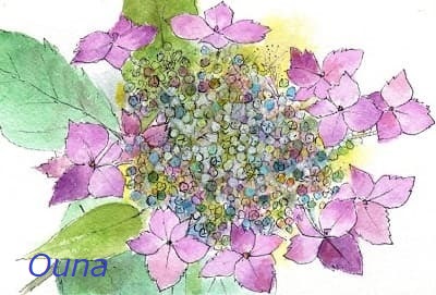 アジサイ（紫陽花）スケッチ散歩♪ | 月に昇るその日まで