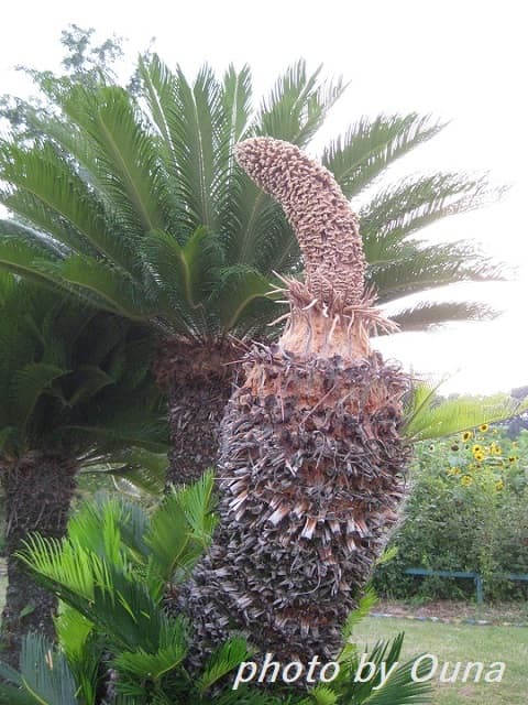 蘇鉄 約20cm 【公式通販】