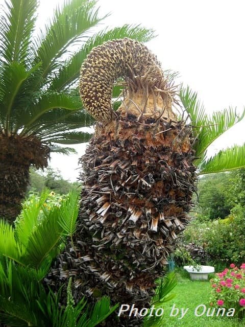 蘇鉄（ソテツ）の 雄花」 開花から終末まで お疲れさん！ （後編