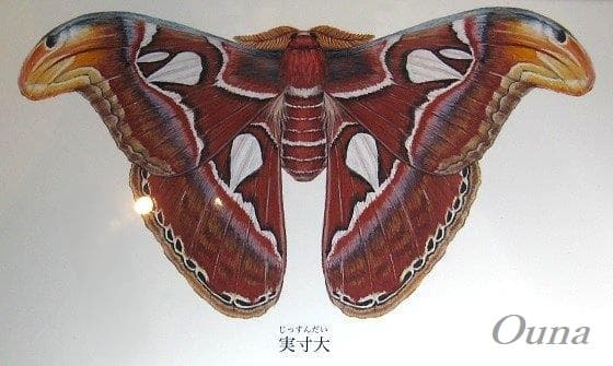 ああ ヨナグニサンに会えなかった！ 見に行くのが遅かったのよ～ | 月