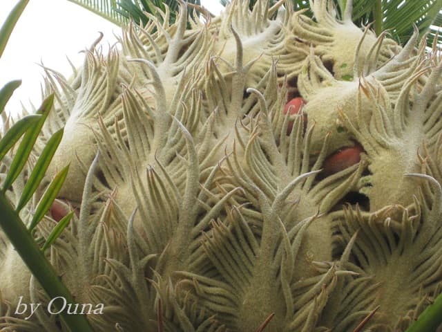 雌花の中に見える赤い実