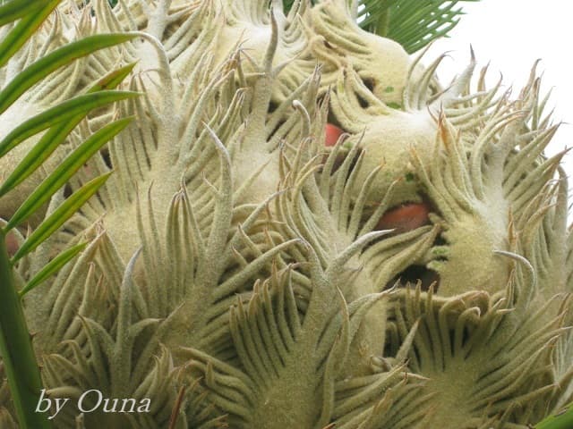 ソテツ 多数株 panda様用 【公式通販】