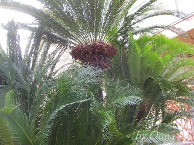 ソテツ 多数株 panda様用 【公式通販】