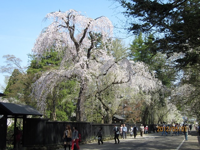 しだれ桜