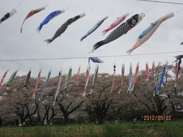 北上川の鯉のぼりと桜