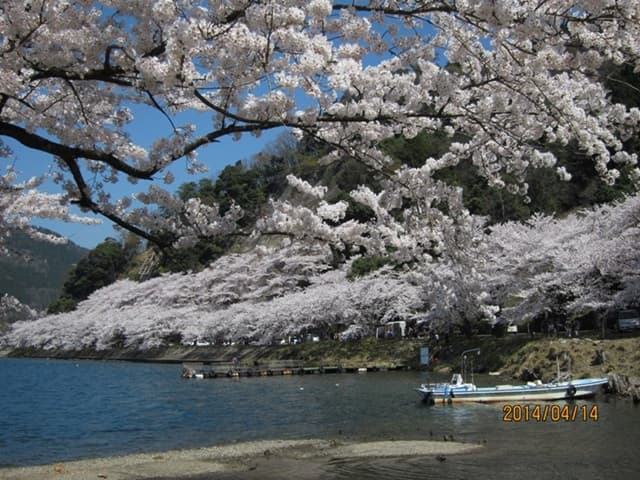 海津大崎の桜 船着場