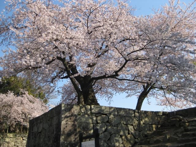 彦根城と桜