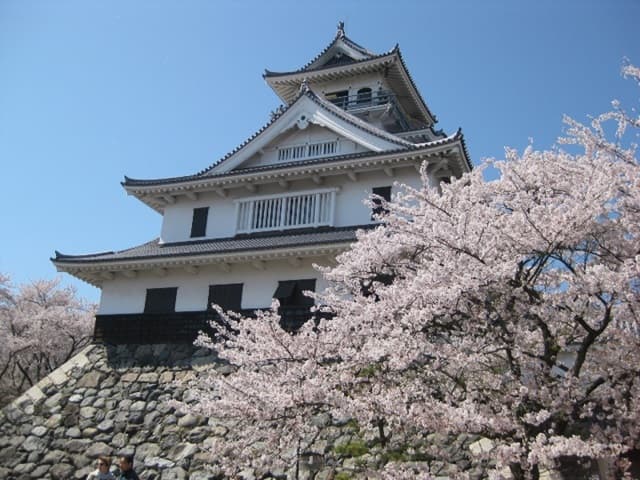 長浜城と桜