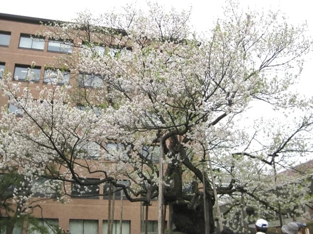 石割桜