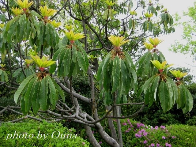ゆづるは（ユズリハ） ** 万葉植物 ** | 月に昇るその日まで