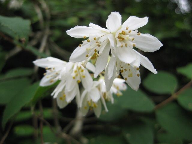 うのはな(ウツギ) ** 万葉植物 ** | 月に昇るその日まで
