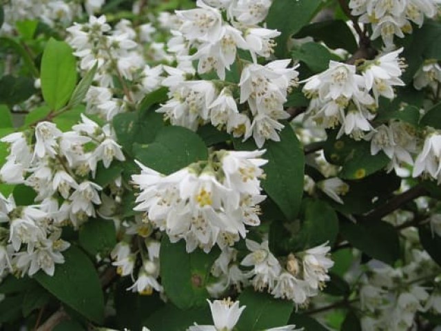 うのはな(ウツギ) ** 万葉植物 ** | 月に昇るその日まで