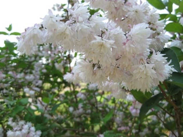 うのはな(ウツギ) ** 万葉植物 ** | 月に昇るその日まで
