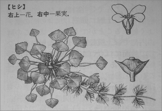 ひし(ヒシ) ** 万葉植物 ** | 月に昇るその日まで