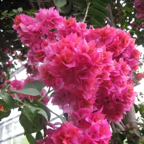 ✨✨✨ブーゲンビレア【SPブーゲンビリア ◎キャンドル系】検/花/筏葛