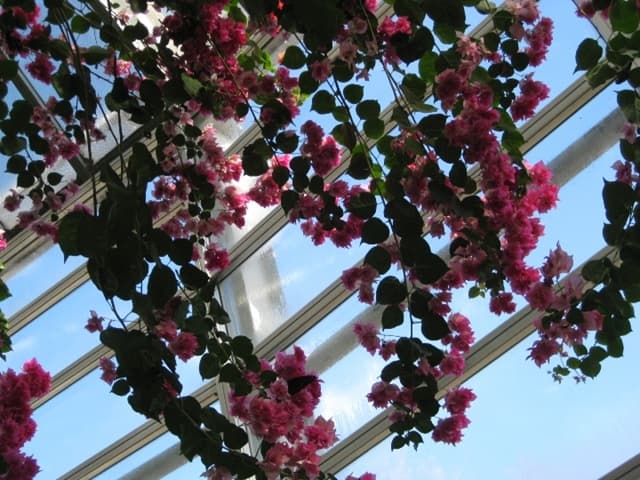 ブーゲンビレア ～ 和名は筏葛（イカダカズラ）～ | 月に昇るその日まで