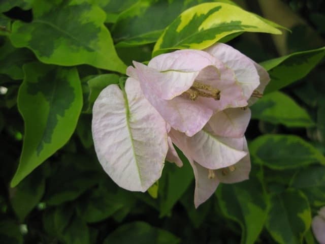 ✨✨✨ブーゲンビレア【SPブーゲンビリア　◎キャンドル系】検/花/筏葛 ✨✨✨ブーゲンビレア【SPブーゲンビリア ◎キャンドル系】検/花/筏葛