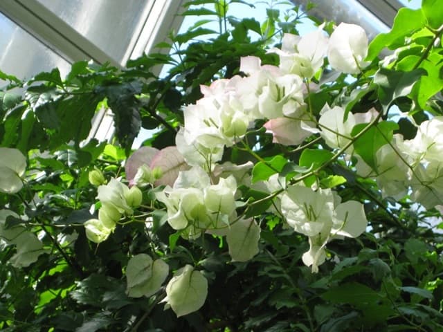 ブーゲンビレア ～ 和名は筏葛（イカダカズラ）～ | 月に昇るその日まで