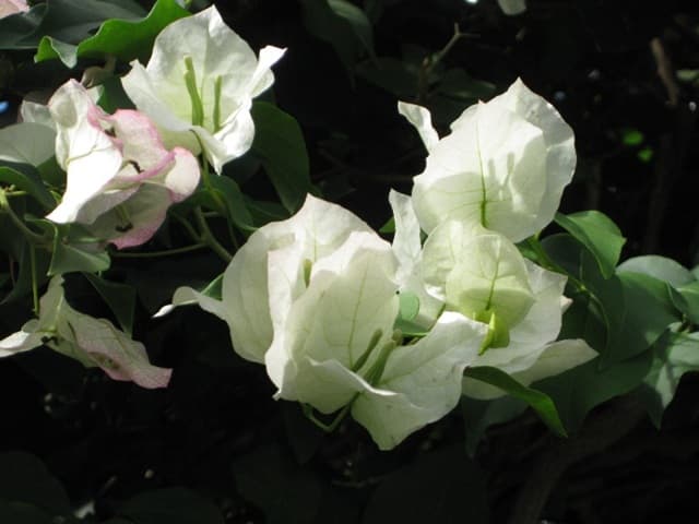 ✨✨✨ブーゲンビレア【名花◎美らさん】検/筏葛/涼盆栽/美株品 ✨✨✨ブーゲンビレア【名花◎美らさん】検/筏葛/涼盆栽/美