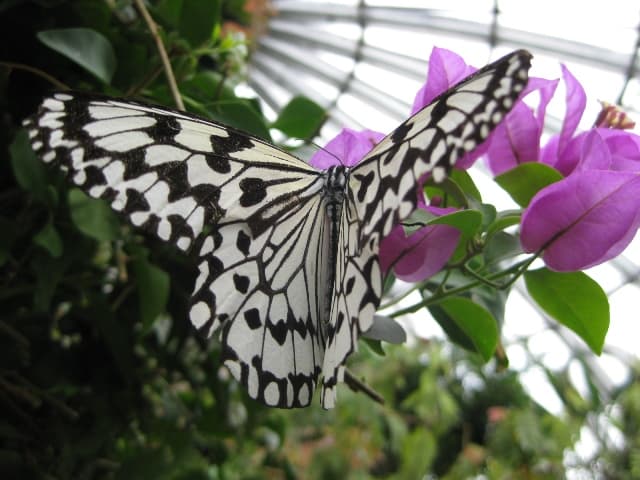 ブーゲンビレア ～ 和名は筏葛（イカダカズラ）～ | 月に昇るその日まで