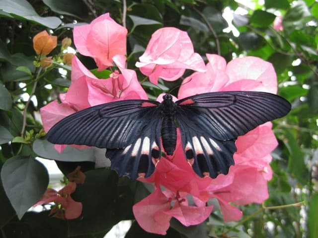 ブーゲンビレア（ ブーゲンビリア）～ 和名は筏葛（イカダカズラ