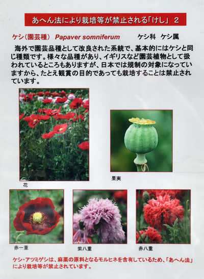 東京都薬用植物園（6） 植えてはいけないケシ | あんぐるエフ