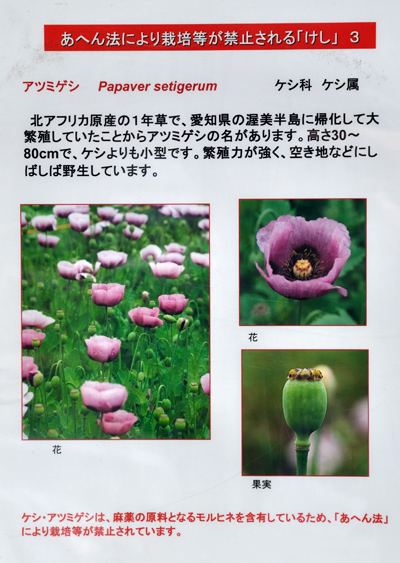 レイジェスのけし畑 普段は目にすることが出来ない花 〜栽培等が禁止される「けし