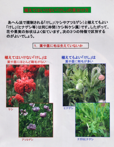 東京都薬用植物園（6） 植えてはいけないケシ | あんぐるエフ