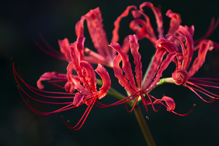 吉見町「さくら堤公園」の彼岸花 | あんぐるエフ