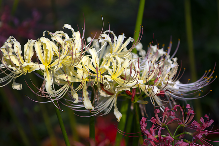 吉見町「さくら堤公園」の彼岸花 | あんぐるエフ