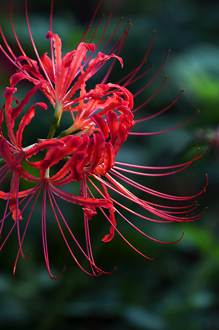 吉見町「さくら堤公園」の彼岸花 | あんぐるエフ
