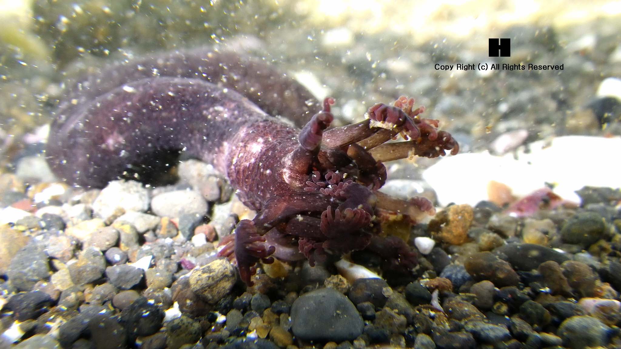 ムラサキクルマナマコ 喫茶干し蛙
