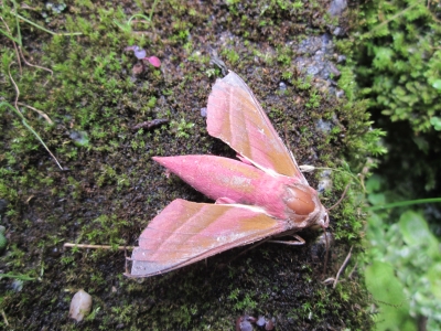 ベニスズメ | 北村わさびのBLOG
