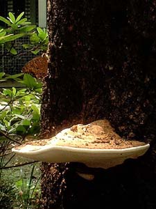 コフキサルノコシカケはややこしい | まねき屋のキノコblog