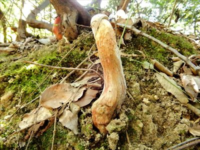 まねき屋のキノコblog