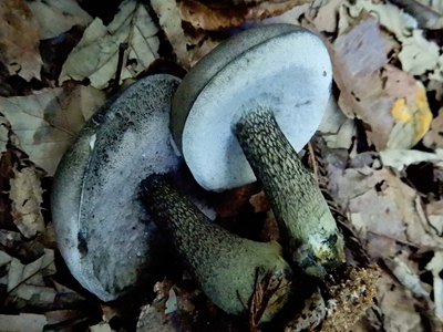 幻覚？ | まねき屋のキノコblog