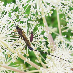 シシウドは昆虫広場 | 虫散歩