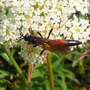 シシウドは昆虫広場 | 虫散歩