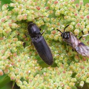 シシウドは昆虫広場 | 虫散歩