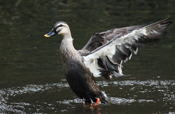 カルガモの羽ばたき | 虫散歩