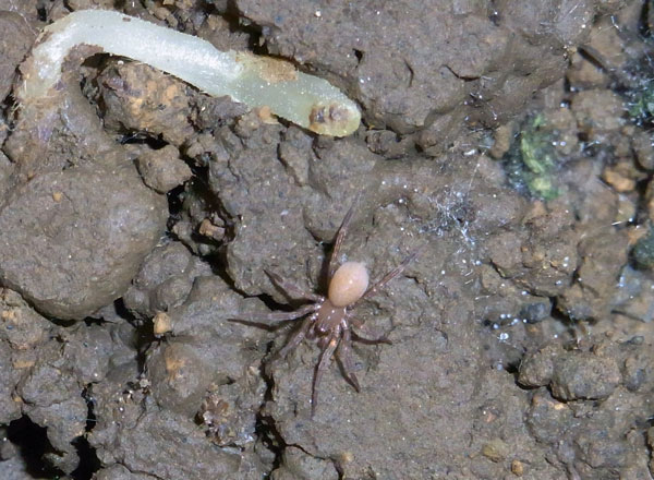 庭で地面の虫探し | 虫散歩