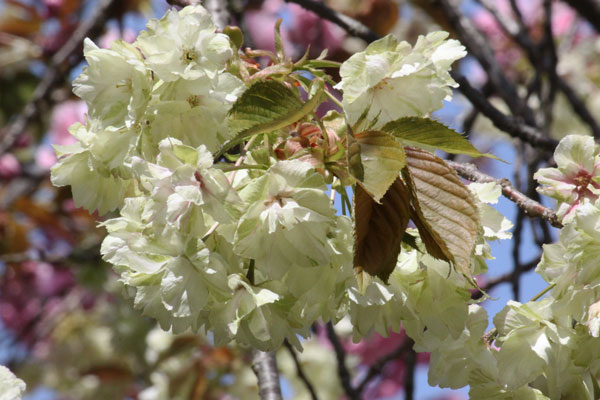 八重桜※プロフ必読 ファイル:八重桜RIMG2176.JPG - Wikipedia