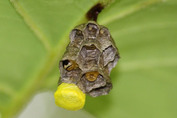 キボシアシナガバチの巣 | 虫散歩 キボシアシナガバチの巣 | 虫散歩