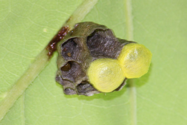 キボシアシナガバチの巣 | 虫散歩