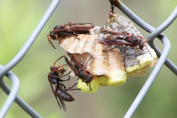 キボシアシナガバチの巣 | 虫散歩