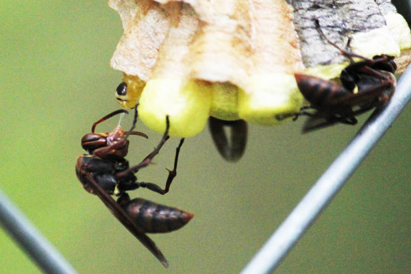 キボシアシナガバチの巣 | 虫散歩 キボシアシナガバチの巣 | 虫散歩