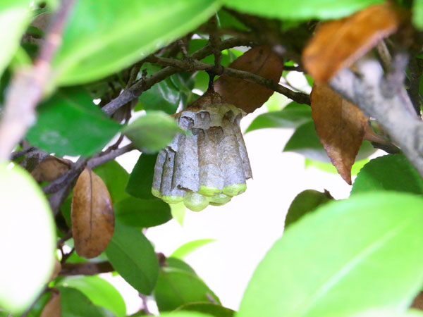 ヤマトアシナガバチの巣を外す | 虫散歩 ヤマトアシナガバチの巣を外す | 虫散歩